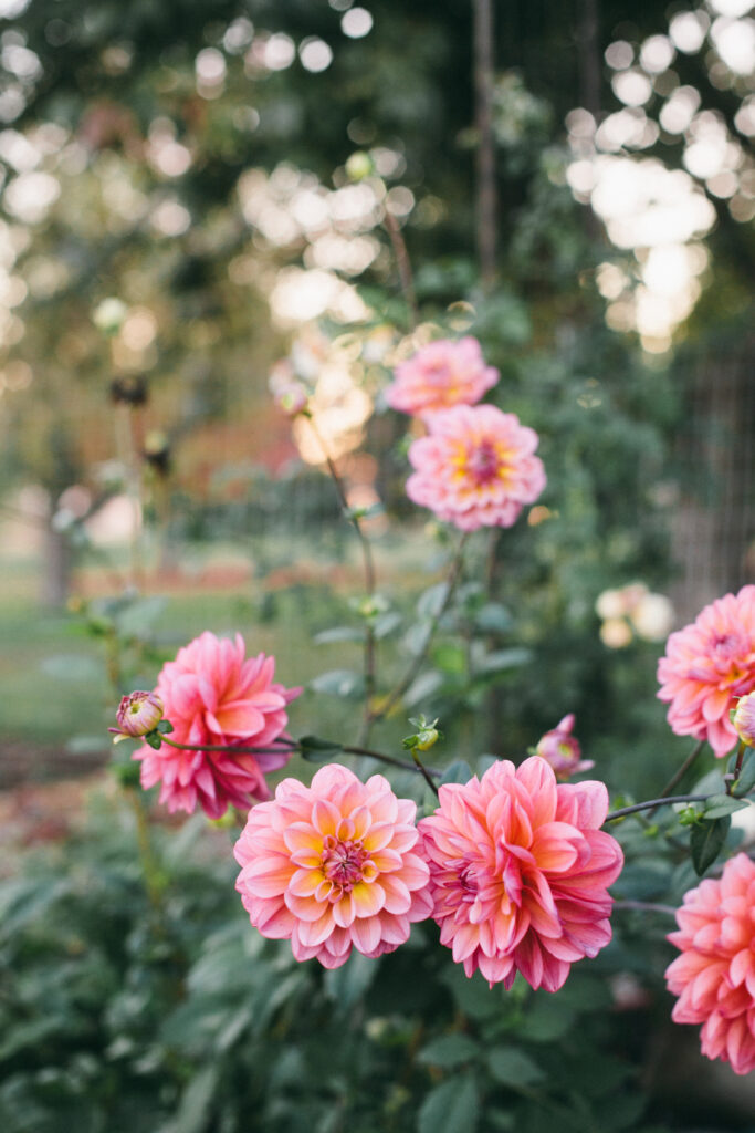 Pink and Yellow Dahlias