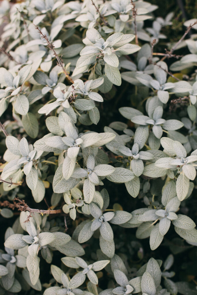 Cleaning up the Garden in Autumn, photos of the Potager Online gardens