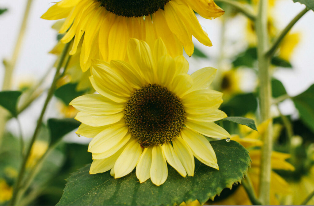 Lemon Queen Sunflowers