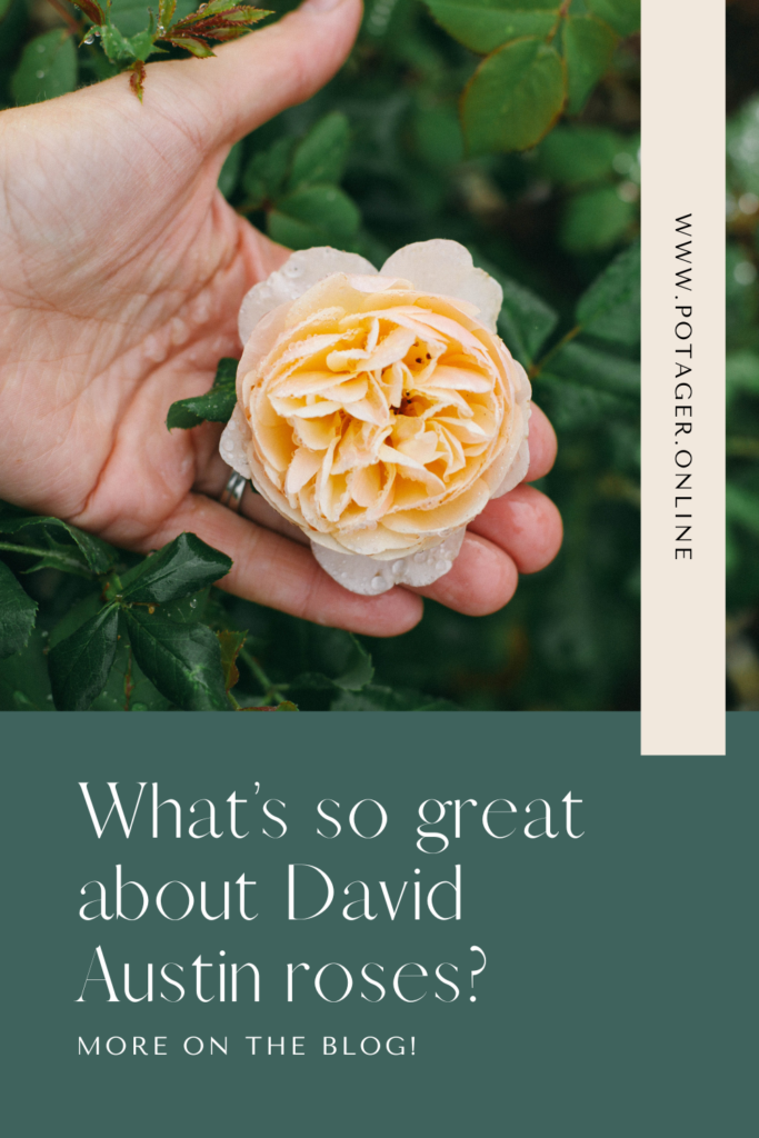 Pinnable Image of a hand holding a David Austin rose with text leading to more information