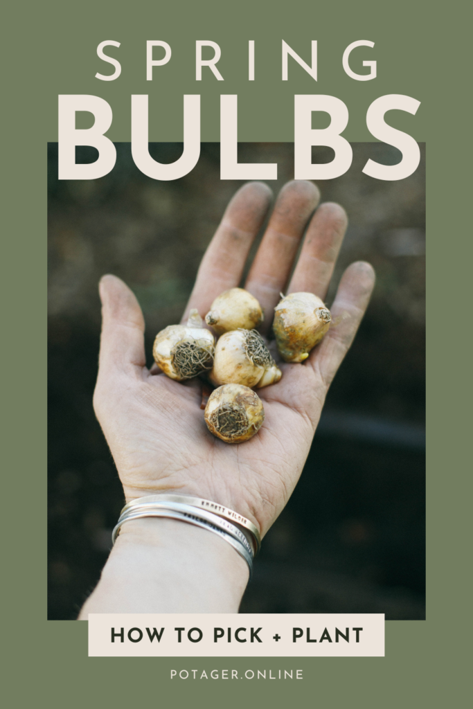 Pinnable Image of a hand holding flower bulbs and the words Spring Bulbs