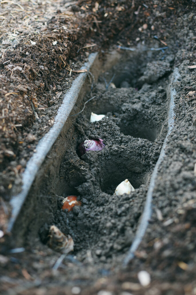 Photo of flower bulbs in holes waiting to be covered with soil