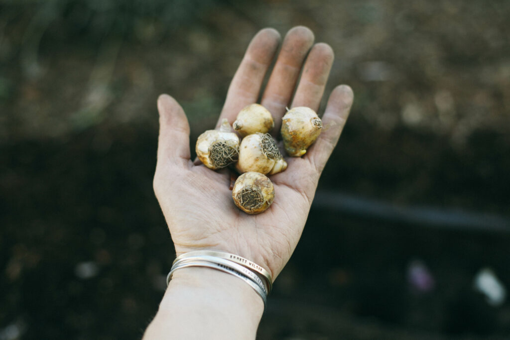 Photo of a hand holding flower bulbs over the dirt preparing to plant