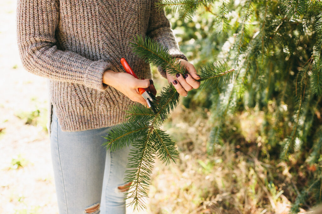 Image of a woman standing in an evergreen tree with pruning shears, ready to cut branches for the holidays