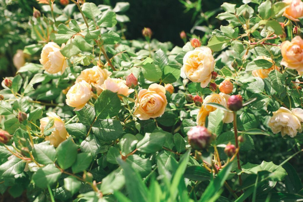 View of peach colored David Austin roses in the garden on a sunny day