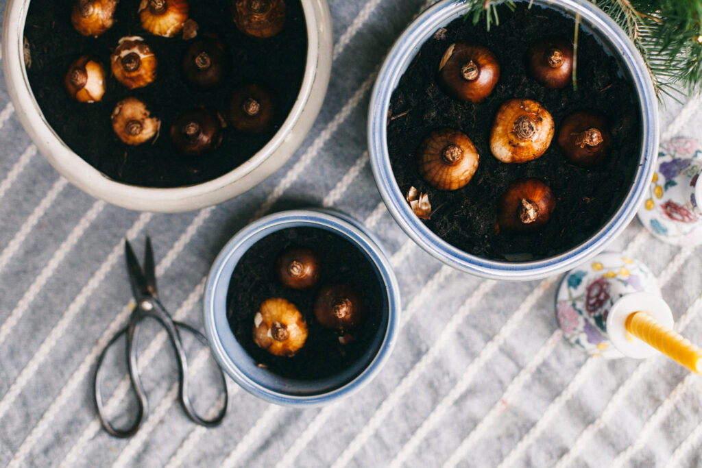 View of forced bulbs planted in pots of soil