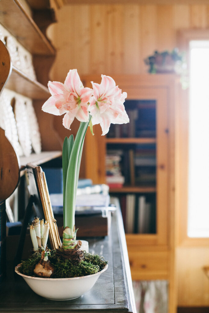 Photo of amaryllis forced bulbs planted in a dish sitting on a piano.