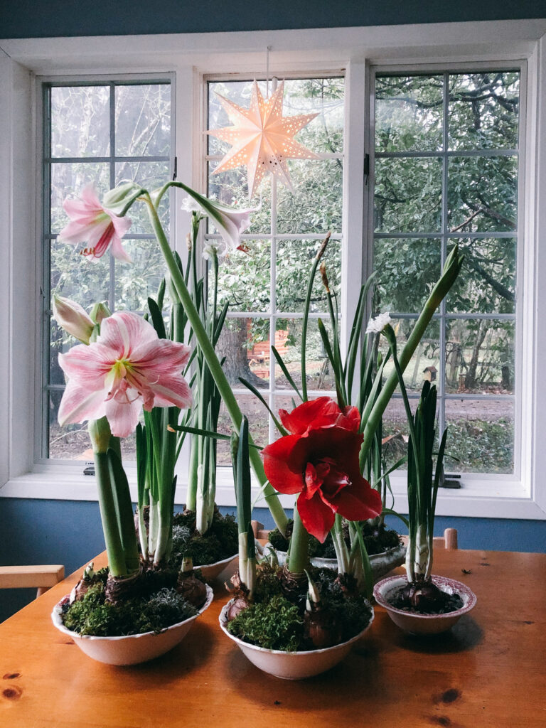 Several bowls of blooming amaryllis and paperwhites in front of a large window