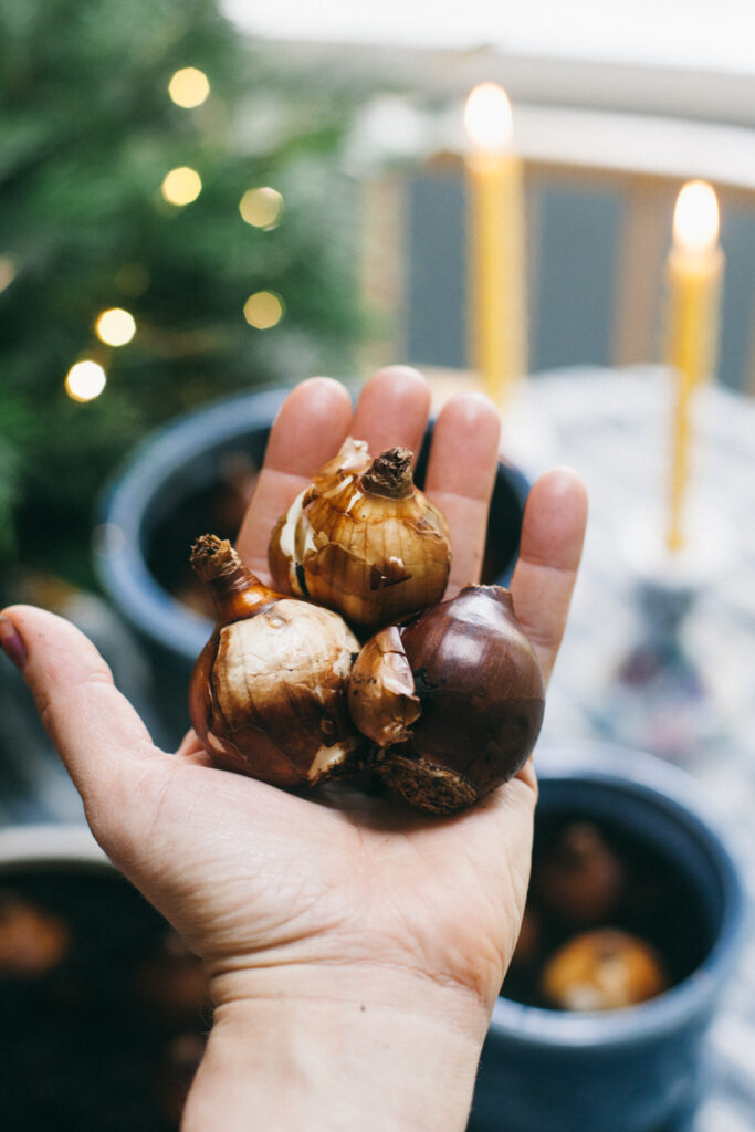 Photo of a hand holding flower bulbs to be planted indoors in pots