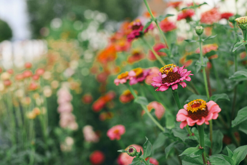 Photo of a row of Zinnias in a garden