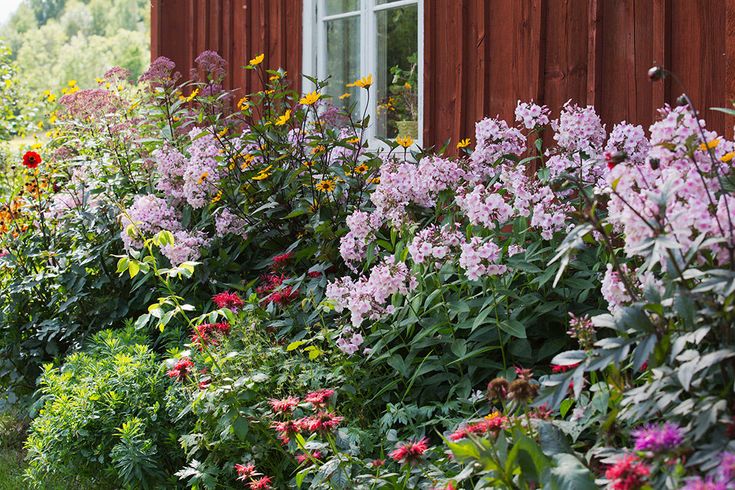 Photo of bountiful flower bed next to a red Swedish Cottage.