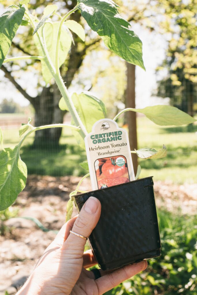 Image of an organic red tomato start in a black plant container being held in a woman's hand in the garden