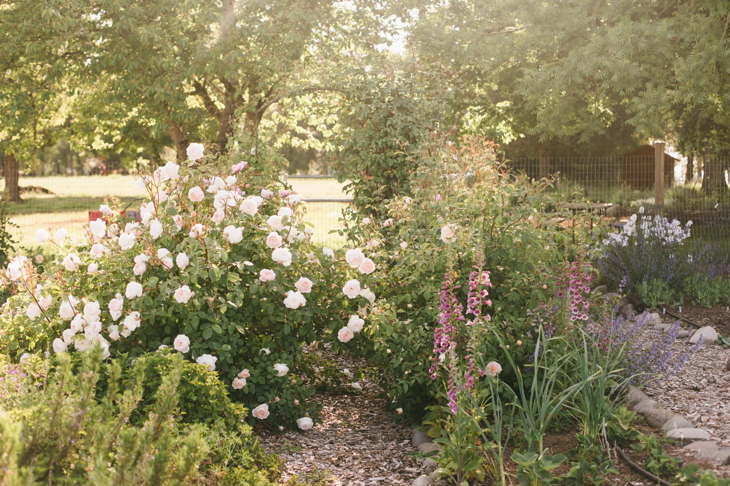 Shot of a perfect garden with roses climbing an arch and a garden gate