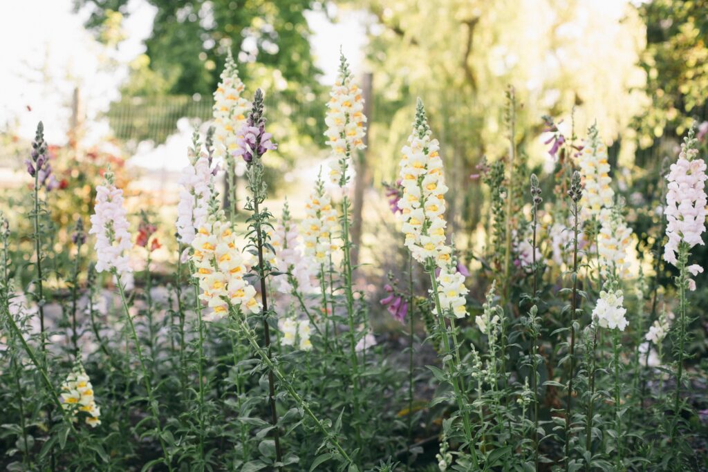 Photo of snapdragons with summer flowers in a potager garden