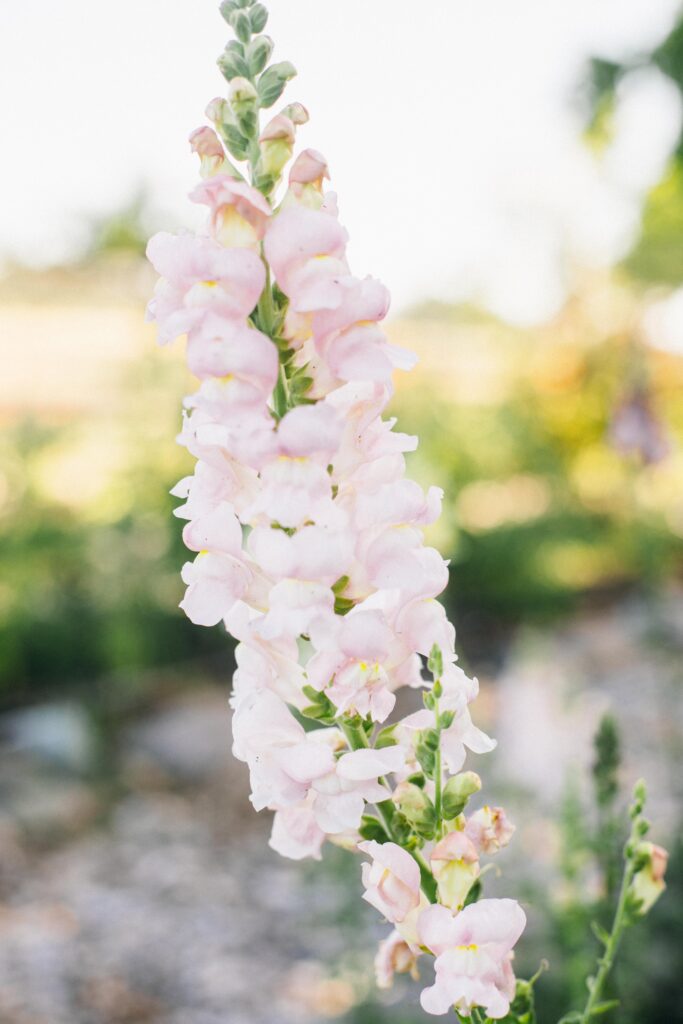 Photo of a light pink snapdragon in bloom in a garden