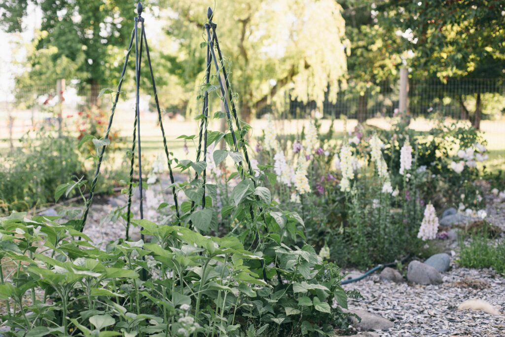 Image of a couple green bean tepees in a potager garden