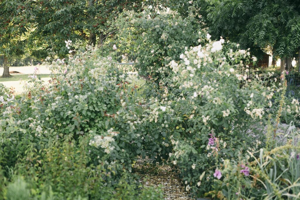 Image of overgrown roses that need to be pruned in a not so perfect garden