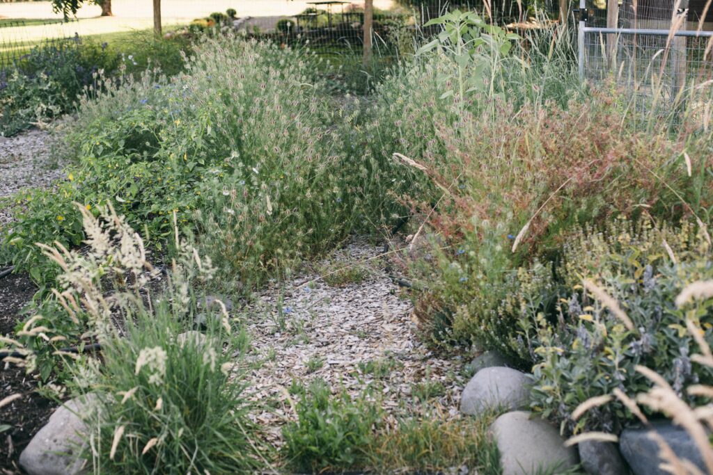 Photo of a path overgrown with weeds in a not so perfect garden