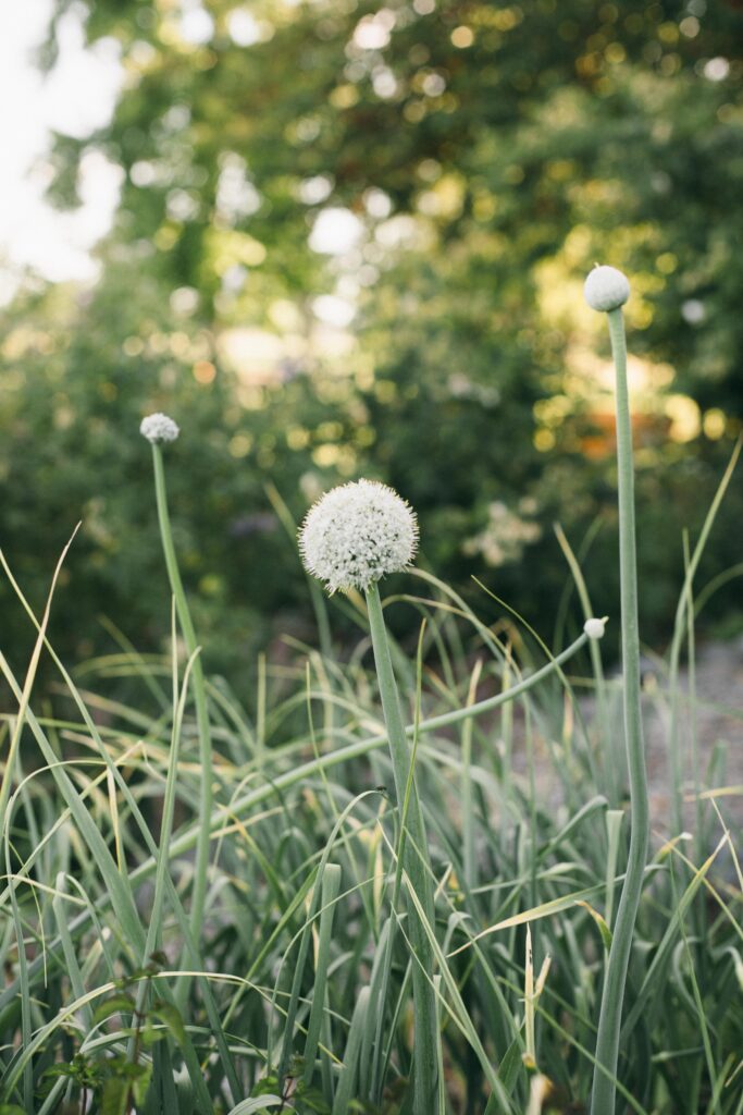 Photo of onion blossom in a perfect garden