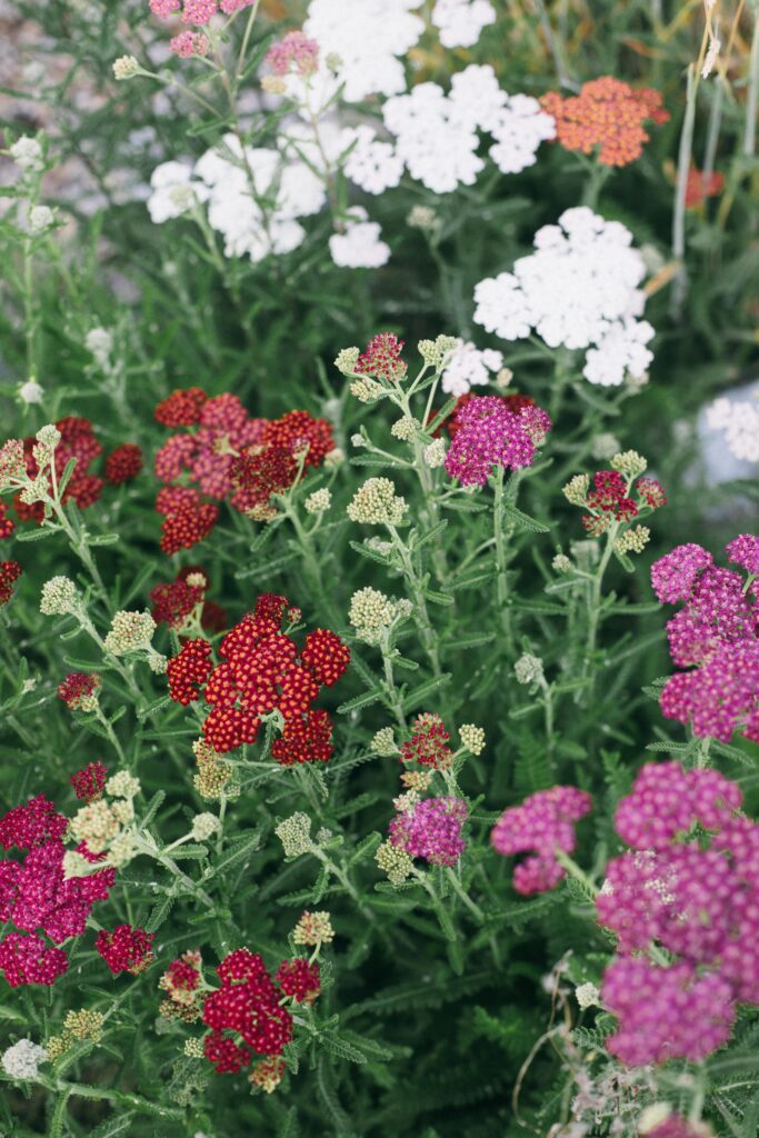 Photo of a bed of pink, red and white yarrow in bloom