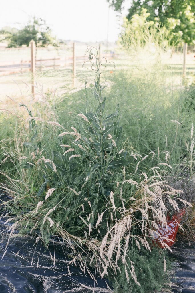 Photo of grass and weeds growing up in a not-so perfect garden bed