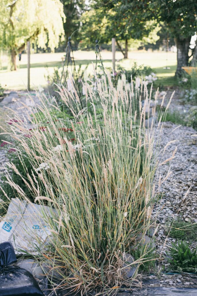 Photo of grass growing up in a less than perfect garden bed.