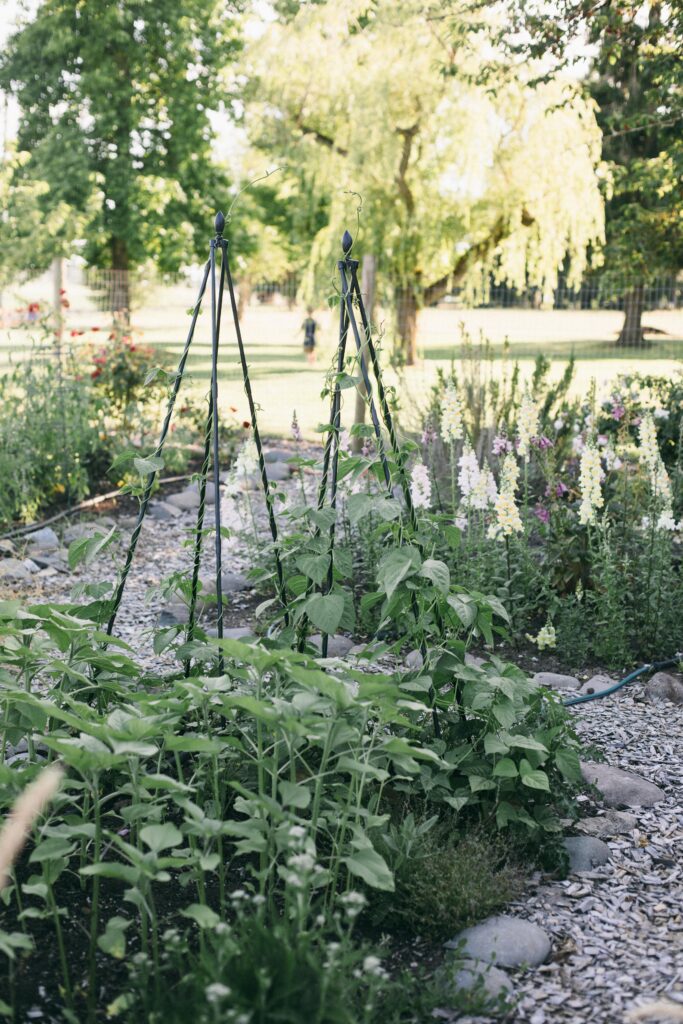 Photo of green beans climbing tepees in a perfect garden