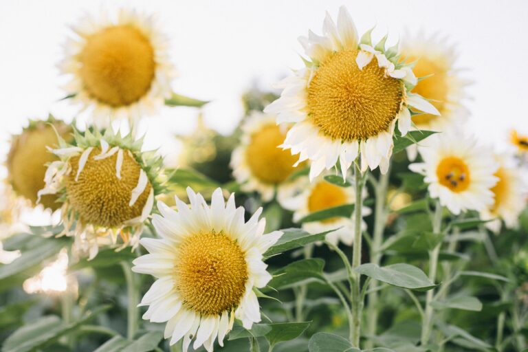 Image of white lite sunflowers in a summer potager garden