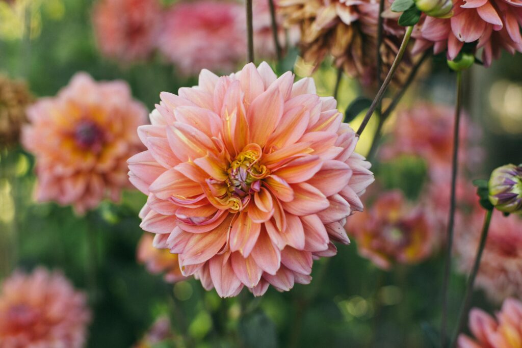 Image of a pink dahlia on the plant in a potager garden