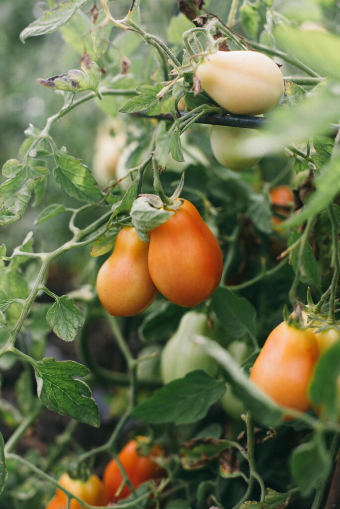 Image of san marzano tomatoes on the vine in a potager garden