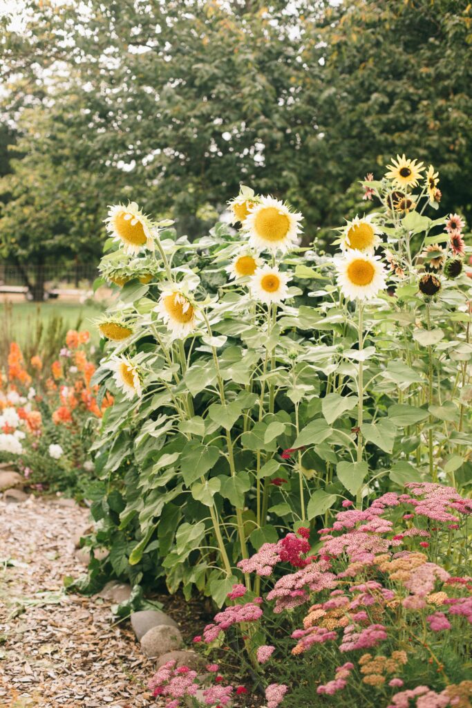 Image of pro white lite sunflowers in a potager garden