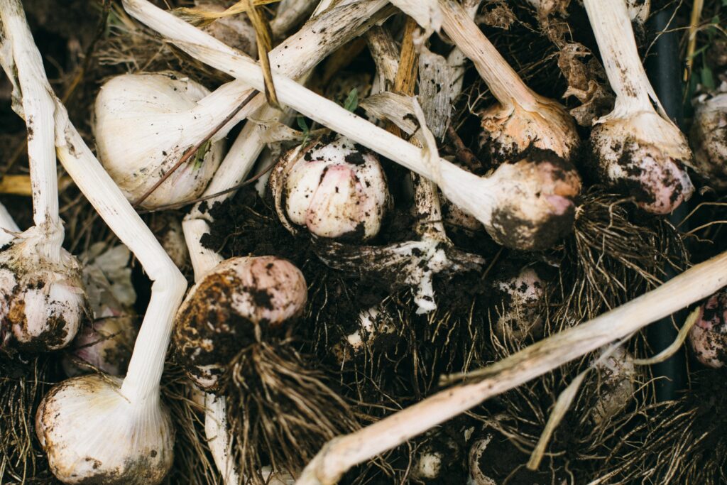 image of garlic harvested from a potager garden