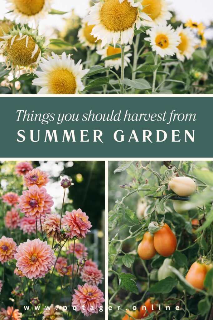 Need to know what things you should be harvesting in your summer garden? Head to the blog for a list.