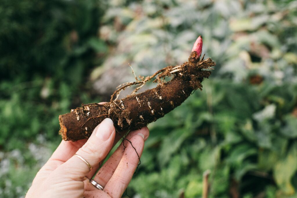 Image of a peony root being held by a hand in the cottage garden