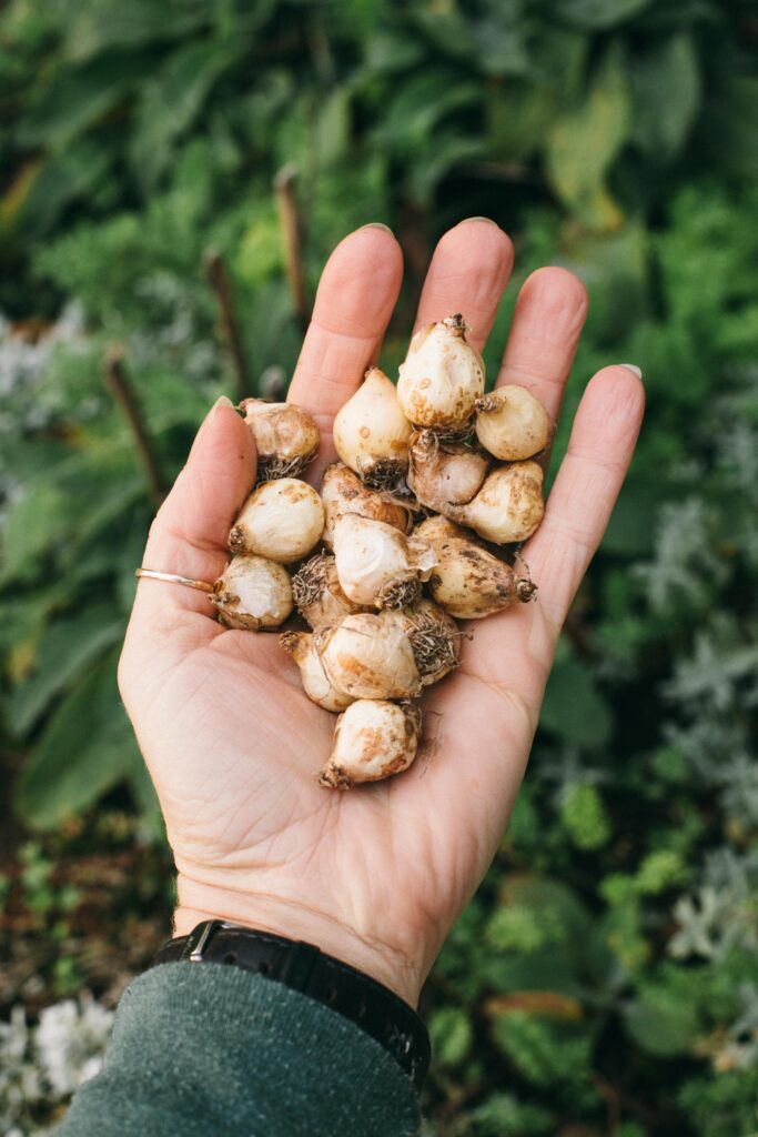 Image of muscari or grape hyacinth bulbs in a hand in the cottage garden