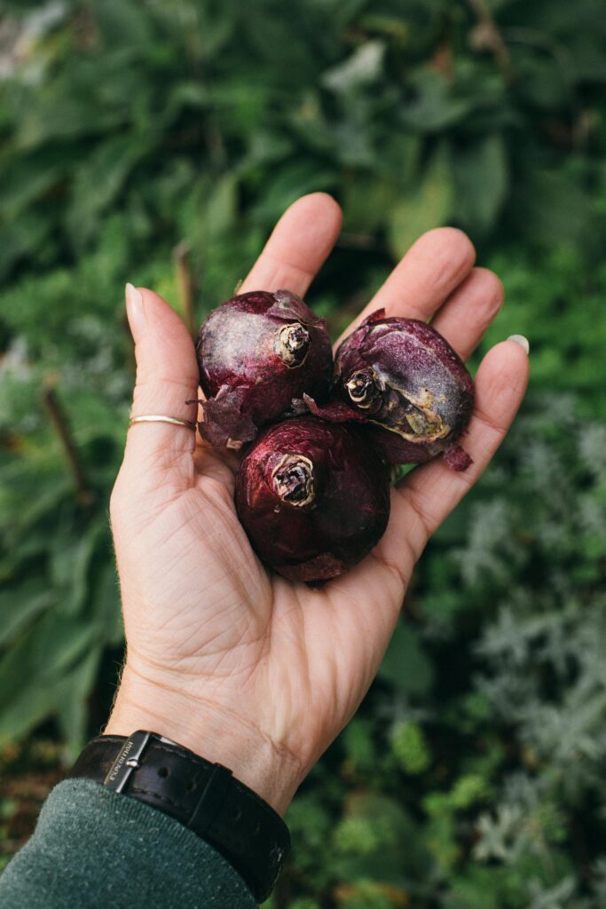 Image of hyacinth bulbs being held in a hand in a cottage garden