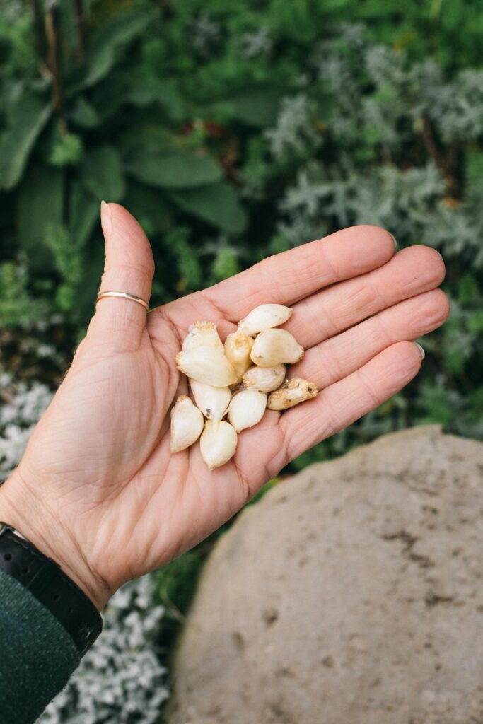 Image of allium bulbs in a hand in the cottage garden