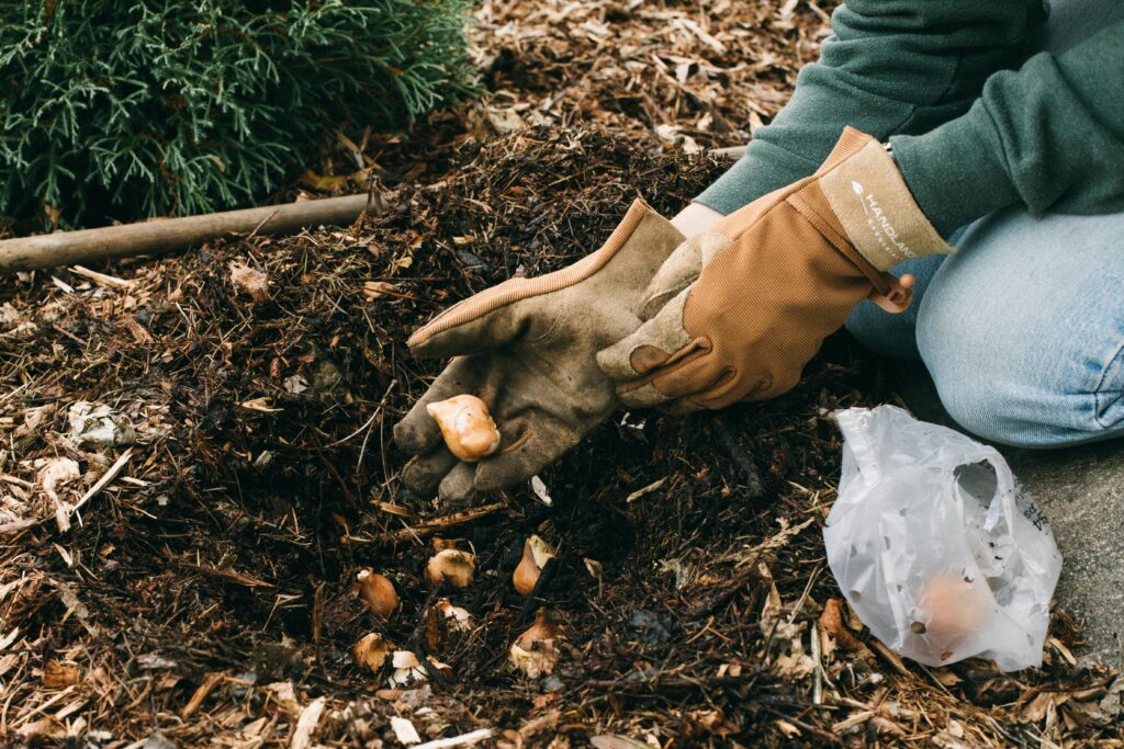 Image of a gardener with garden gloves planting bulbs in the cottage garden