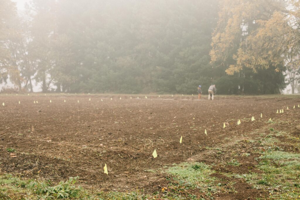 Image of a field laid out with flags for a Christmas Tree farm on Bramblewood homestead