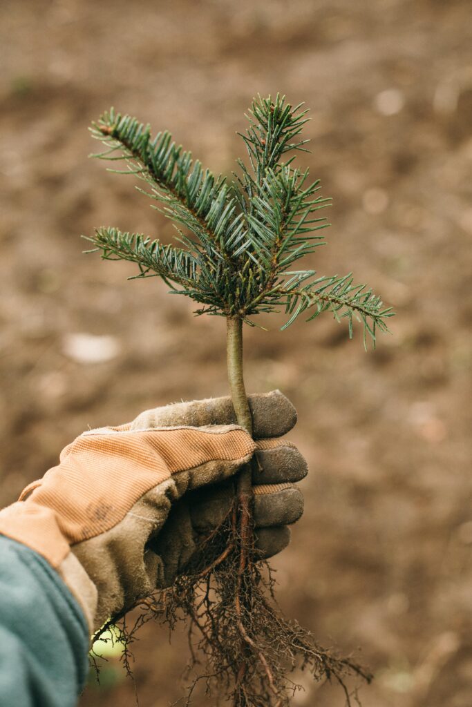 Image of a hand with a garden glove holding a christmas tree sapling on a homestead